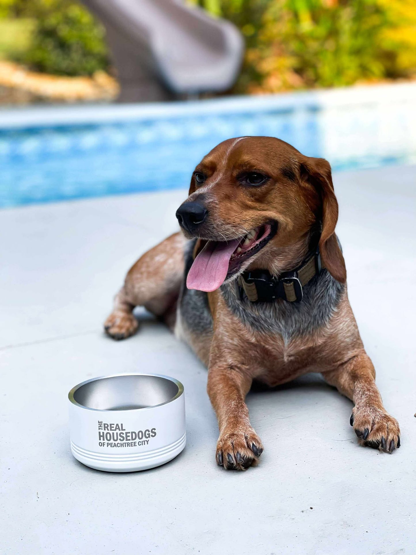 The Real Housedogs of YOUR CITY Pet Bowl