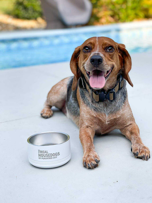 The Real Housedogs of YOUR CITY Pet Bowl